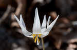 White troutlily <BR>White fawnlily